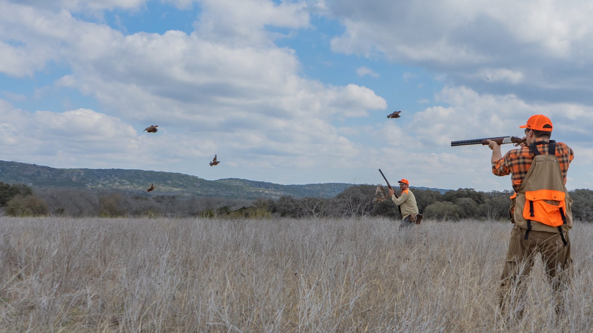 Two hunters in orange as a covey of quail flushes at Spoke Hollow