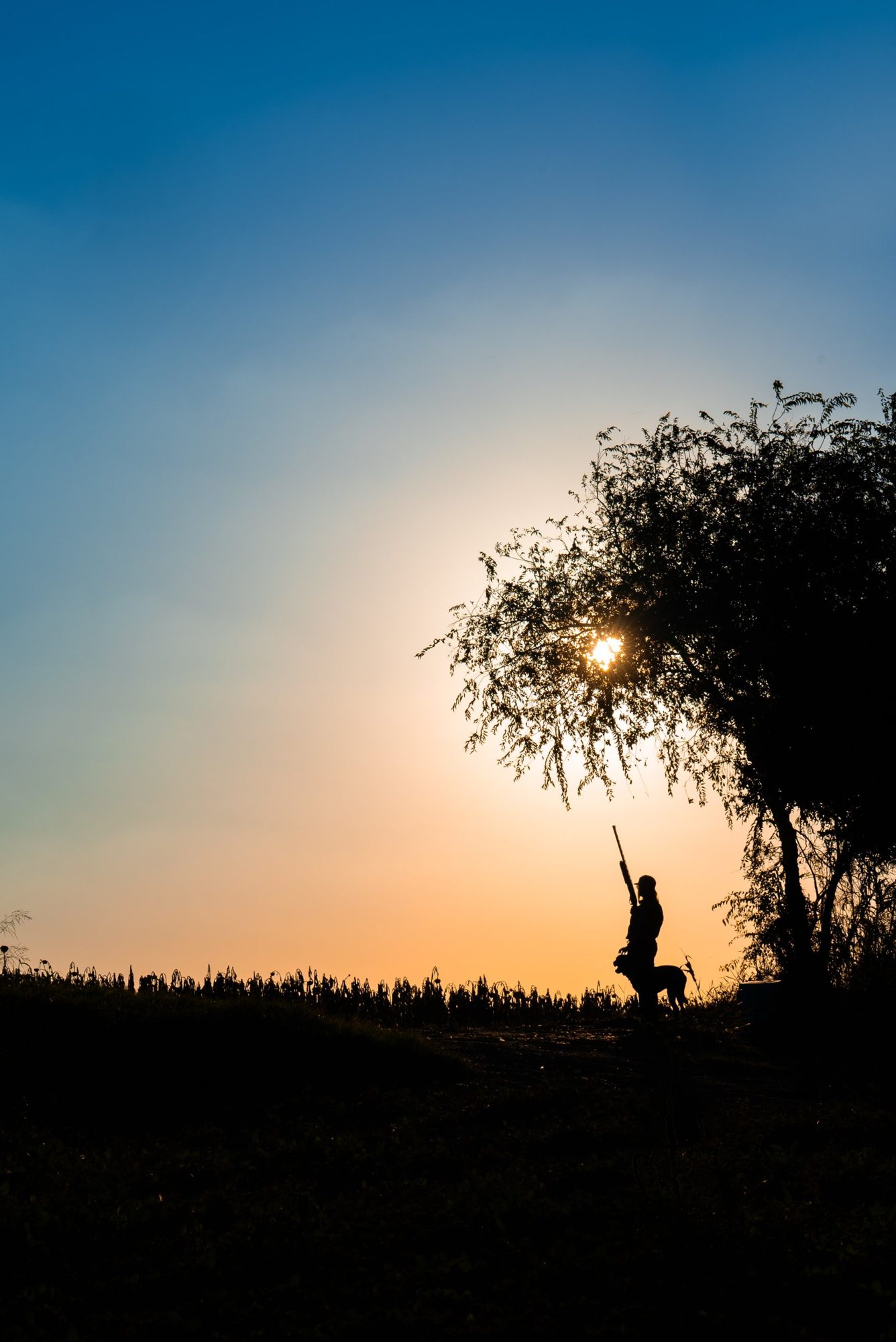 A dove hunter and Labrador silhouetted at sunset in a Texas dove field
