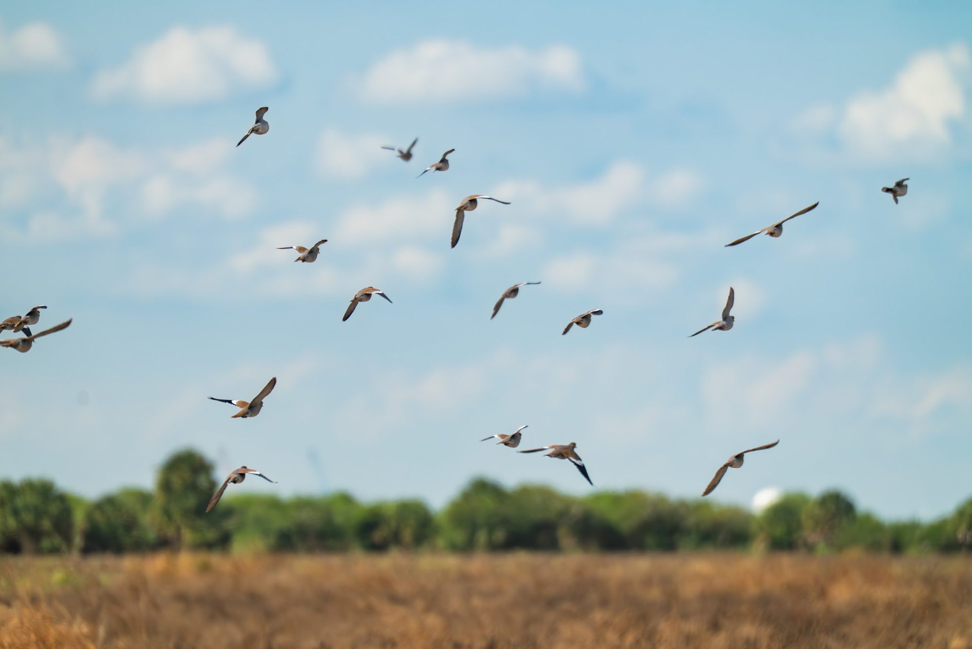 White-winged doves in flight over a Texas dove field